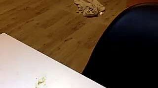 Dutchporn93 naked stripping on cam for live sex video chat