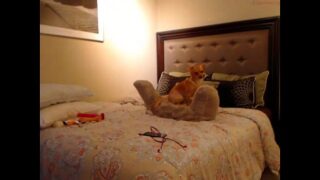 jasminebellxxx american whore chaturbate