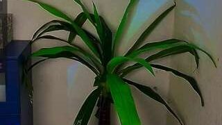 AlicePopsy nude on sex cam in her Live Sex Chat